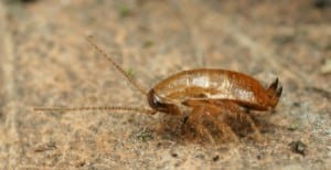 Pest Control: An Unusual Benefit of Air Conditioning Services